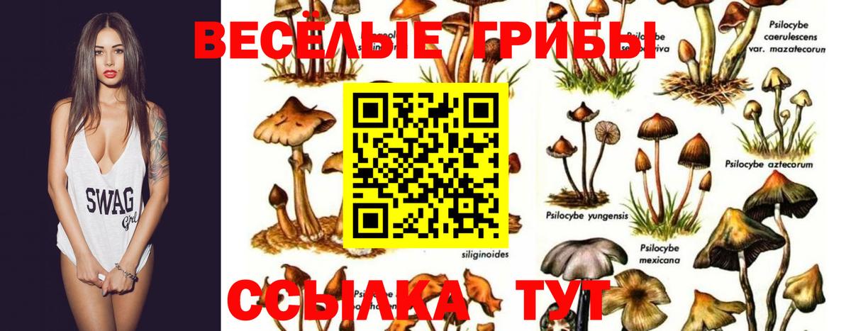 Галлюциногенные грибы Cubensis Волоколамск
